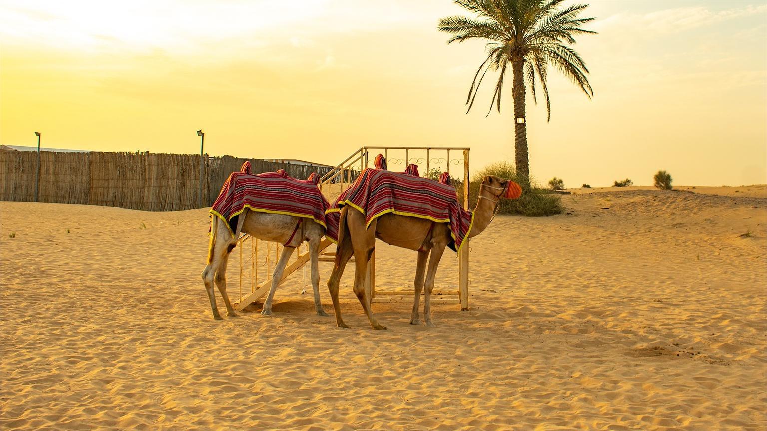 emirates-morning-safari-dubai-tourism-packages-banner